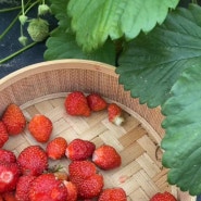 [자급자족] 텃밭 딸기 맛있게 먹는 방법 3가지~ (텃밭딸기 수확하기)
