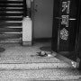 [M10 Monochrome] Street Photography