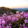 경남 합천 황매산철쭉축제