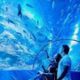오키나와 츄라우미 수족관: 해양의 경이로움