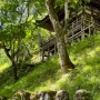 일본여행 / 교토 꼭 가볼만한 곳 아름다운 오타기염불사 (오타기넨부츠지)