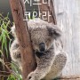 시드니 동물원 :: 코알라 실물 영접
