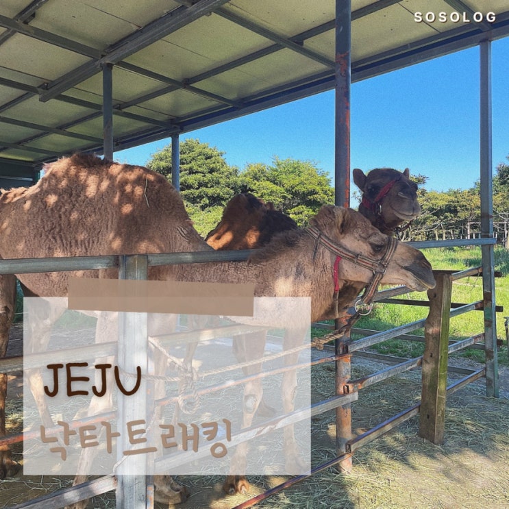 낙타트래킹, 제주의 자연경관과 함께 즐길 수 있는 제주 이색체험