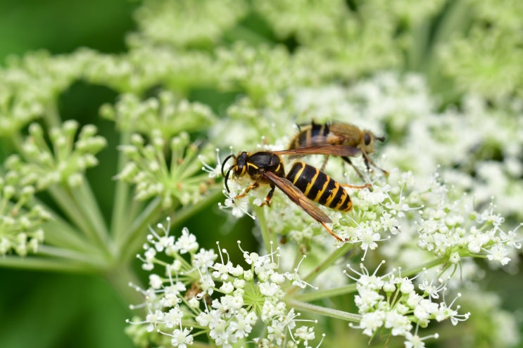중땅벌, Dolichovespula media (Retzius, 1783) : 네이버 블로그