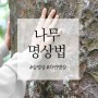 [힐링 명상] 나무 명상 하는 방법 / 숲명상 / 자연명상