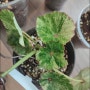 [곶자왈 보석상자] 정모 나눔 식물들