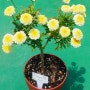 노랑 외목대 목마가렛 5월 이야기 Chrysanthemum frutescens