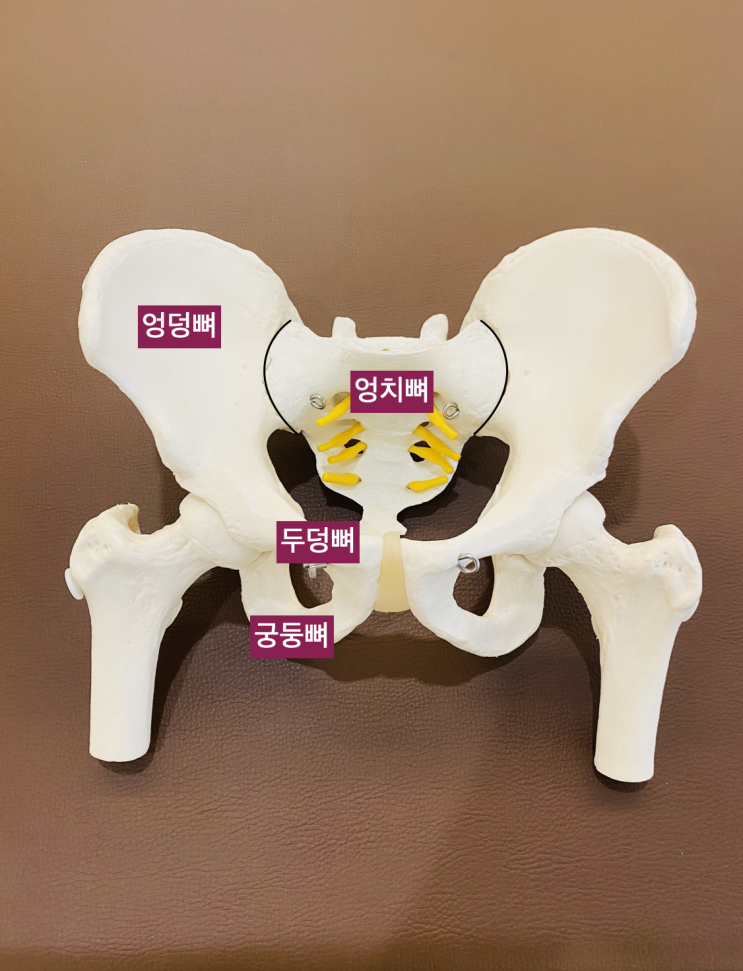 엉덩관절(hip joint)을 이루는 골반과 넙다리뼈 : 네이버 블로그