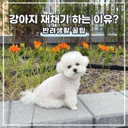 강아지가 재채기 하는 이유 5가지, 해결 방법은?