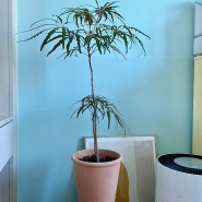 [식물] 인테리어 식물로 키우기 쉬운 "아랄리아(아라리오)_식물, 토분 인터넷 구매 후기