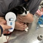 호주 퍼스로 강아지 고양이 데려가는 방법 : 호주로 가는 도메스틱숏헤어 지지 : 호주 수입허가서 혈액검사 광견병 계류장 절차 비용 이민 여행 대행 서비스