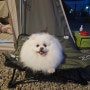 샤인트립 강아지 캠핑 의자 접이식 애견 침대 체어.