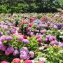 5월 국내 여행지 추천 코리아플라워파크 태안 꽃축제 수국