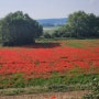 혼자 걷는 길 2(15) Burgos-Hornilles del Camino