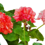 제라늄 꽃 삼총사 - 별빛아이스펀치, 송겨울, 봄날앤