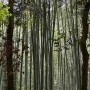 일본 교토여행 / 대나무숲 아라시야마 치쿠린 아라시야마맛집 오즈루 우동 ozuru