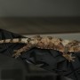뉴칼레도니아 차화 게코 분양리스트 / 찹쌀떡같은 촉감의 도마뱀