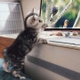 티비보는 고양이 구미호