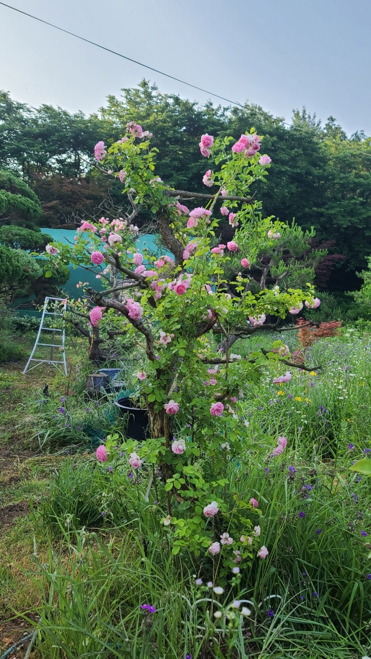 Lifelog.blog / 꽃밭 둘러보기/로즈데톨비악/자스미나 가 한창 예쁘다/바베큐장 야자매트 깔다 : 네이버 블로그