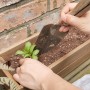 바질 루꼴라 모종 텃밭상자에 키우기 핑크뮬리 씨앗 심는 시기 가꾸기