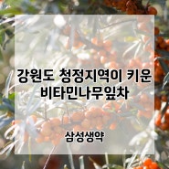 강원도 청정지역의 비타민나무잎차 성분과 음용방법!