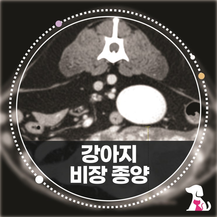 강아지 비장 종양 항암 치료 증상과 치료 후기 : 네이버 블로그