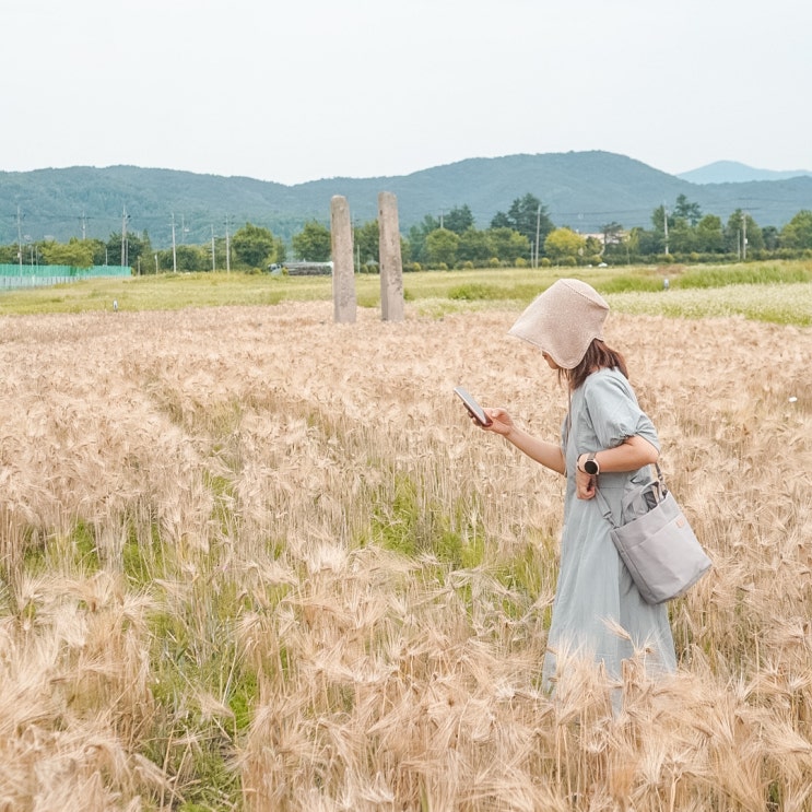 경주여행 분황사 황룡사지 청보리밭 예쁜사진 포토스팟