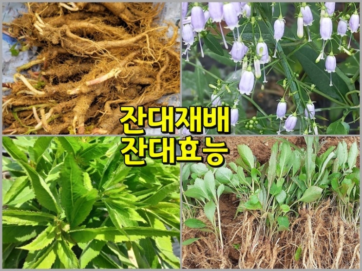 잔대 재배방법 잔대파종 모종 심는시기 잔대효능 및 부작용(보라색 잔대꽃) : 네이버 블로그