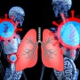 폐암초기증상에 도움이 되는 맥문동 효능