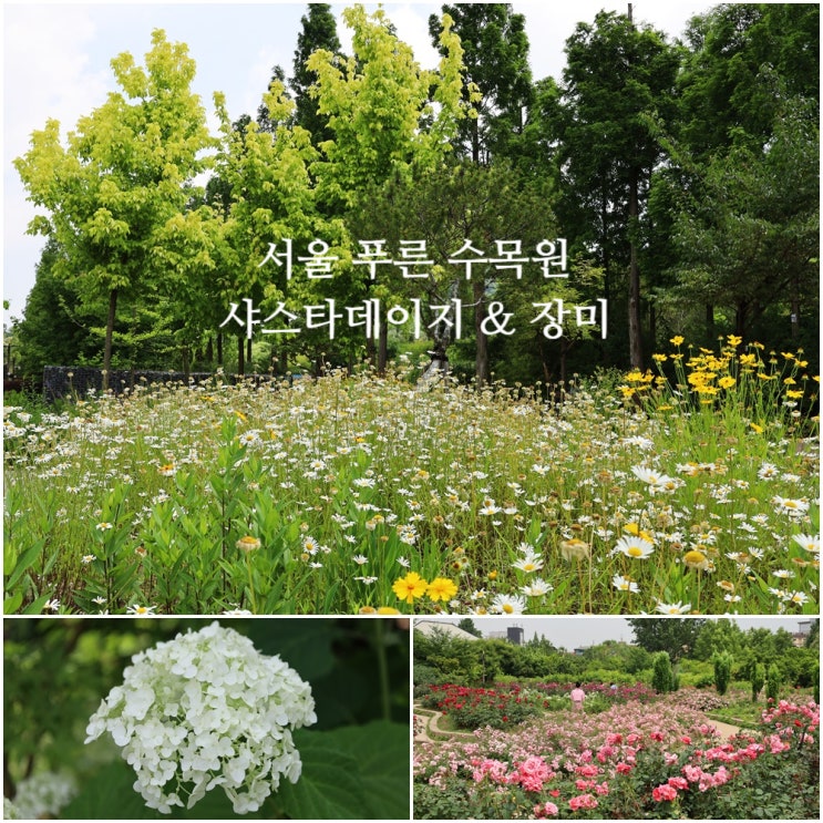 서울 꽃구경 항동 푸른수목원 샤스타데이지 장미 항동철길