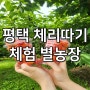 체리농장 체험은 별농장(평택 팽성)