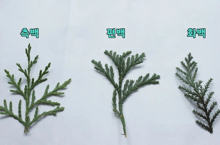 측백 편백 화백 구별법 : 네이버 블로그