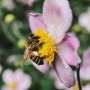 꿀벌 숫자가 왜 줄어드는 것일까?