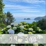 거제 수국 예쁜곳 썬트리팜카페건너/거제파란대문집 23.06.06