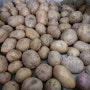 주말농장 감자 수확