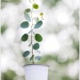 유칼립투스 폴리안 Eucalyptus Polyanthemos 소품