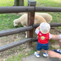 과천 서울대공원 어린이 동물원 소풍다녀왔어요, 서울대공원 주차, 입장료, 아기랑 나들이 갈만 한 곳