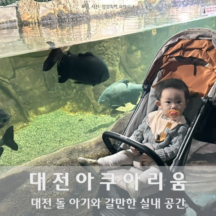 대전 아기랑 갈만한 곳 실내 공간 대전아쿠아리움