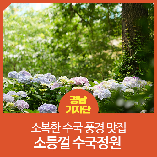 김해 / 김해 랜선 여행] 소복한 수국 풍경 맛집 -  소등껄 수국정원