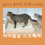 고양이스크래쳐추천 ! 후즈펫 고양이 원목 사이잘삼 스크래쳐