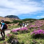 한라산 국립공원 어리목 코스로 ‘철쭉꽃 산행’