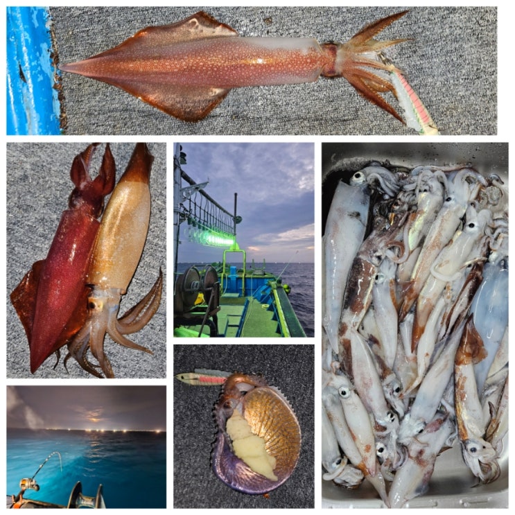 제주 한치 낚시 체험 ~ 오모리그 & 이카메탈 채비!! 야간 선상 오징어 낚시^^ : 네이버 블로그