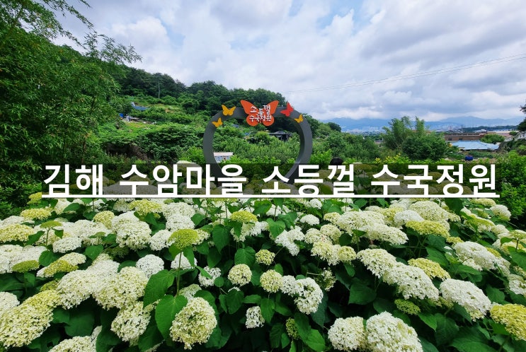 부산 경남근교 수국 명소 김해 수암마을 소등껄 수국정원(축제...