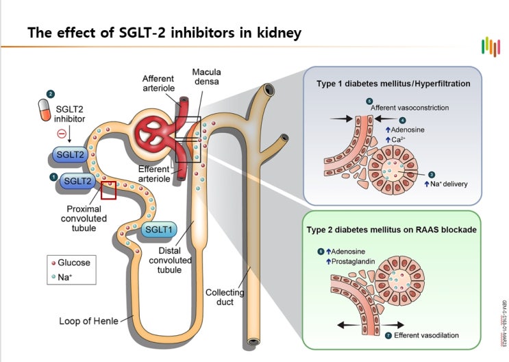 SGLT2 inhibitor 의 신장에서의 역할 : 네이버 블로그