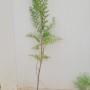 편백나무 1m 포트묘목 판매