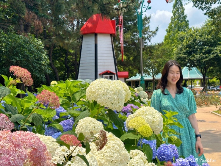 창원수국, 장미공원 수국만개