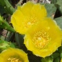 선인장 꽃 - 천년초 꽃(노랑)