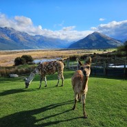 [2주간의 뉴질랜드 가족여행] 14일차 마지막날-글레노키 동물농장(Glenorchy Animal Experience)),퀸스타운