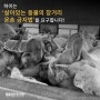 [늙어 죽을 자유를!] 하이는 ‘살아있는 동물의 장거리 운송 금지법’을 요구합니다!