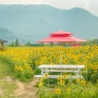 경남 양산 물금 황산공원 해바라기꽃 실시간 2023년 6월 15일 방문